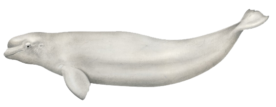 beluga whale Icelandic