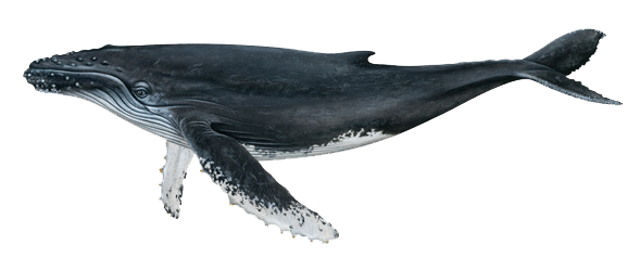 humpback whale Iceland