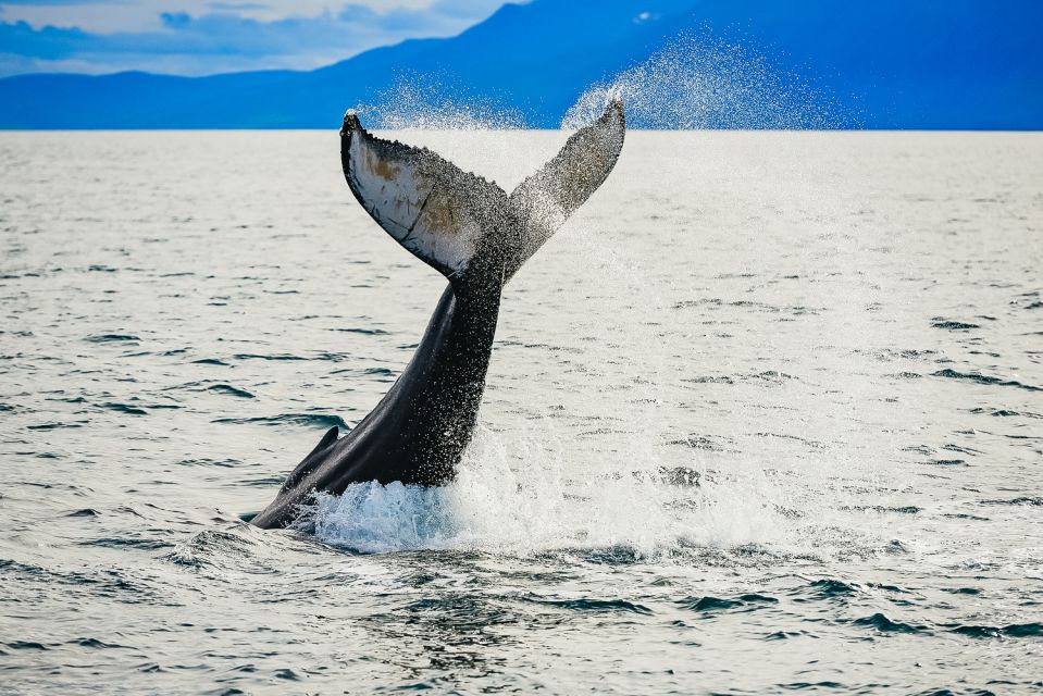 husavik whale watching