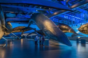 whale museum Iceland