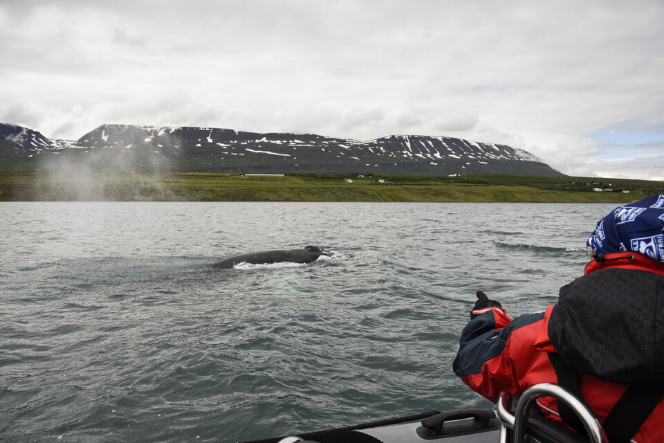 whale tour Akureyri