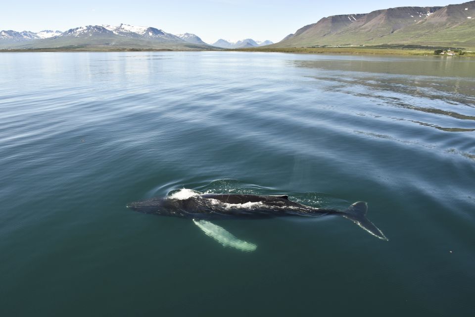 whale watching Akureyri