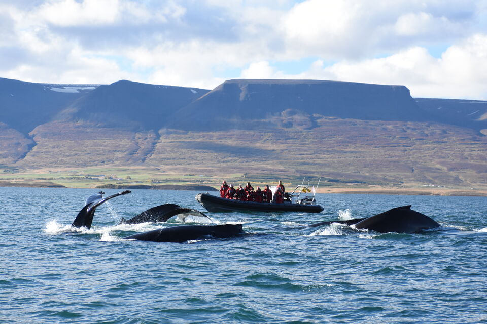 whale watching from Akureyri