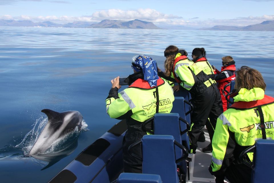 whale-watching-iceland-reykjavik