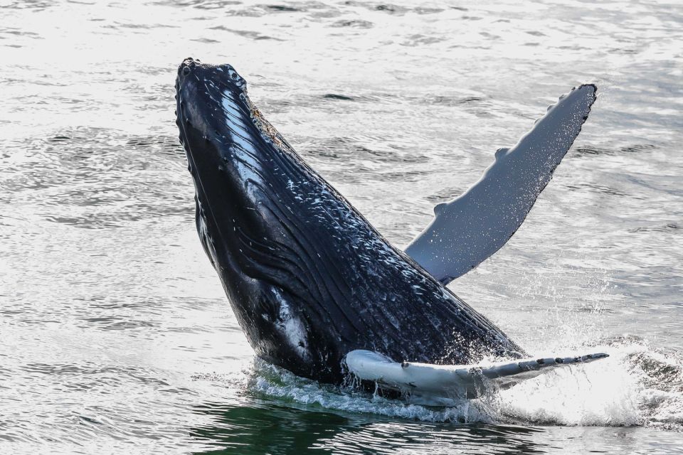 whale-watching-iceland-tour