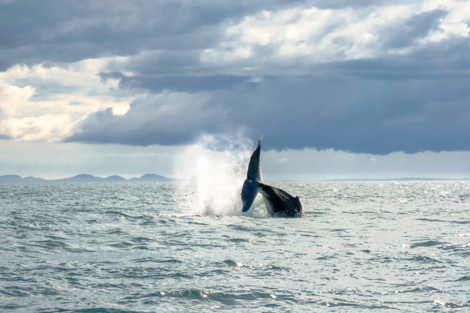 whale-watching-in-reykjavik