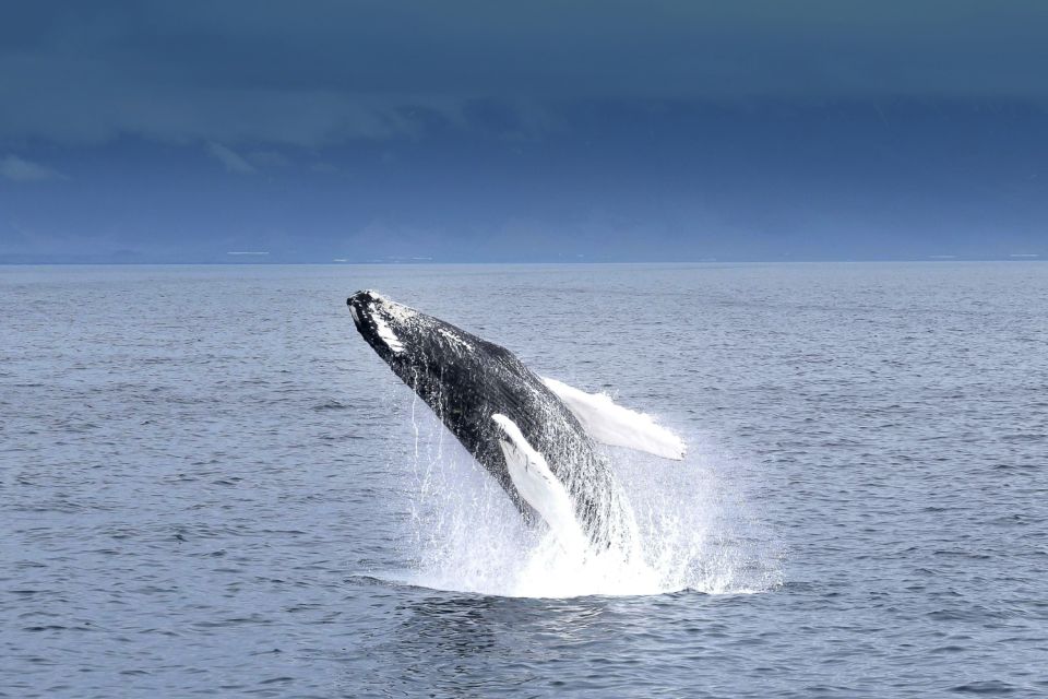whale watching reykjavik