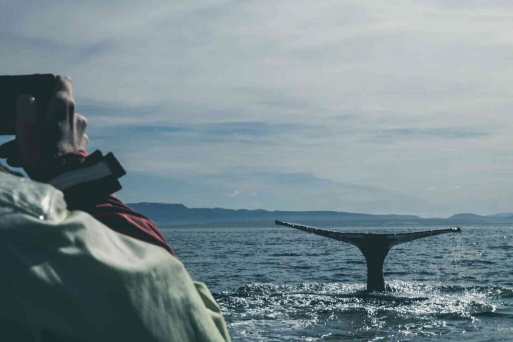 best season whale watching Iceland